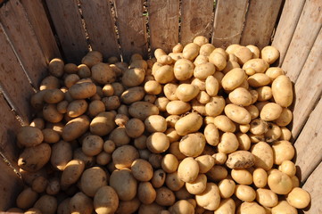 The beautiful Potato in farmland