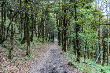 Hiking trek pathway in the dense Himalayan forest
