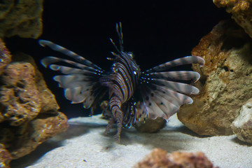 Lionfish - Pteroisvolitans. Wonderful and beautiful underwater world with corals and tropical fish.