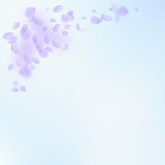 Violet flower petals falling down. Original romant