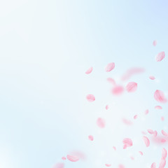 Sakura petals falling down. Romantic pink flowers 
