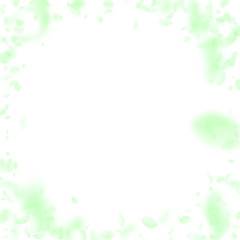 Green flower petals falling down. Fresh romantic f