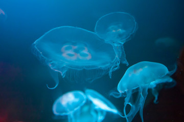 Beautiful colorful jellyfish in aquarium. Aurelia aurita.