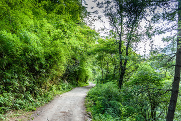 
Path in the forest