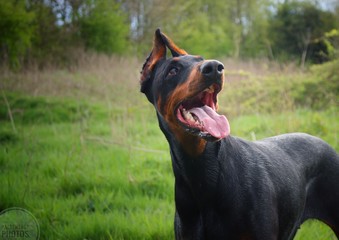 portrait of a dog