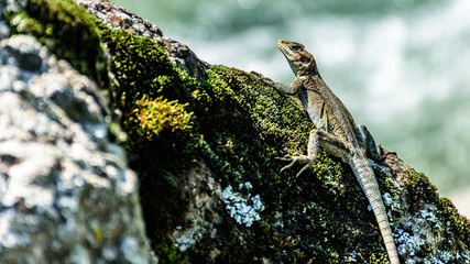 Oriental Garden Lizard, eastern garden lizard or changeable lizard on the rock against river water