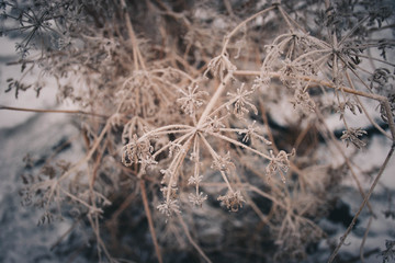 frost on leaves