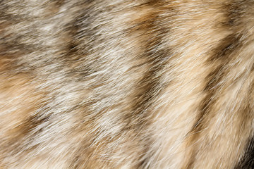 Background of cat's fur. Texture of cat's fur