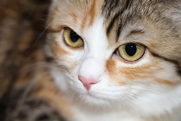 Three colours cat on brown background. Copy space. Free space. Background, texture. Close up