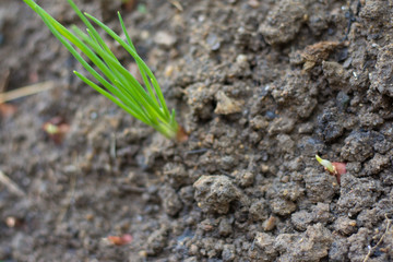 Plant seeding seeds on wood table. Spring garden preparations for sowing seeds, organization and storage for safety,