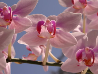 Fototapeta na wymiar Pink Orchid Bloom