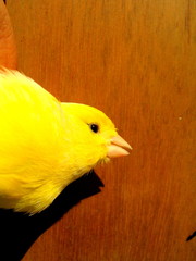 Canary. Yellow bird