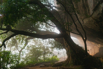 Ficus benjamina - tree with long branches fog morning