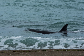 Orca attacking sea lions, Patagonia Argentina