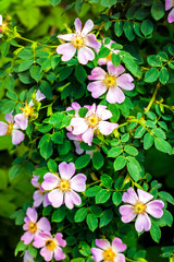 Naklejka premium Pink flowers of dog-rose closeup on green garden background