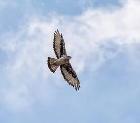 African hawk-eagle