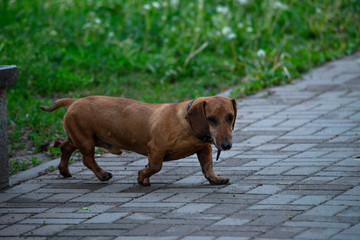 Rusty red Dachshund dog in green grass