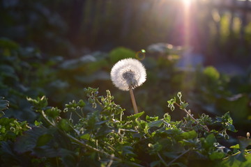 dandelion in grass