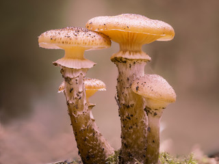 Nahaufnahme einer Gruppe von Pilzen mit gelben Kappen.