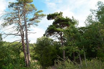 beautiful morning light in public park with green grass field