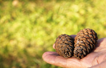 Pine cones in the hand