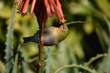 メジロとアロエの花～Japanese white eye & Aloe.