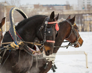 Obraz premium Horses carriage of Russian Troika in action winter. Portrait close up. 