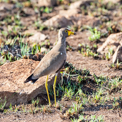 African Wattled Lapwing