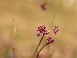 Daphne mezereum blooming in the woods