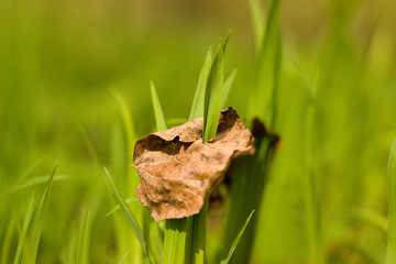 fresh spring green grass in the garden