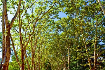 sfondo naturale di cime di alberi con foglie verdi  nel parco del lago di Banyoles in Girona, Spagna.
