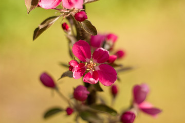 Naklejka na ściany i meble blooming apple tree in the garden