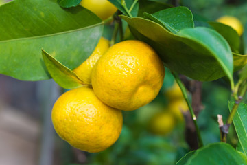 fresh Citrus depressa on tree in fruits garden sng-kiat-a shequasar Taiwan tangerine flat lemon hirami lemon thin-skinned flat lemon