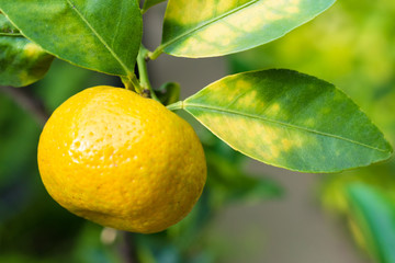 fresh Citrus depressa on tree in fruits garden sng-kiat-a shequasar Taiwan tangerine flat lemon hirami lemon thin-skinned flat lemon