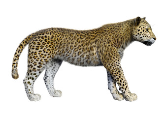 3D Rendering Big Cat Leopard on White