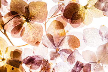 pink hydrangea flowers isolated on the white background