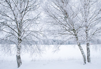 Tree forest covered by fresh snow and frost during winter christmas time