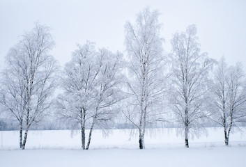 Fototapeta na wymiar Tree forest covered by fresh snow and frost during winter christmas time