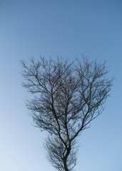 Un arbol en pleno invierno