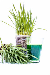 Wheatgrass and its extract/juice isolated on white.Wheatgrass is the freshly sprouted first leaves of the common wheat plant, used as a food, drink, or dietary supplement.