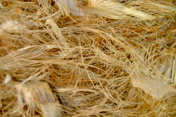 palm tree wooden texture background closeup
