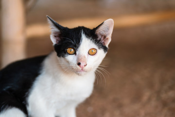 Naklejka na ściany i meble Black and white cat with yellow eyes looking at camera, cute pet at home