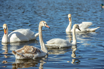 White swans swim on the lake