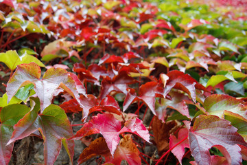 Carpet of autumn leaves. Red leaves.