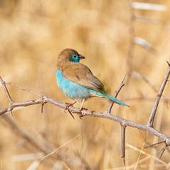 Blue Waxbill