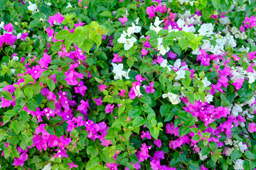 purple flowers in the garden