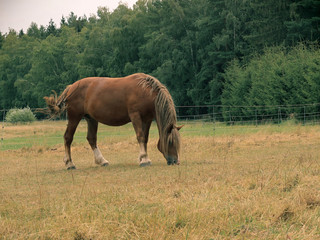 beautiful horse in the meadow