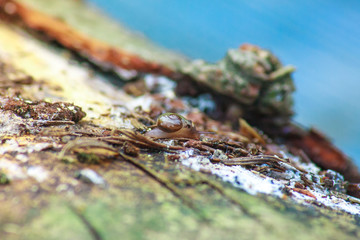 little snail crawling on a tree. macro shooting