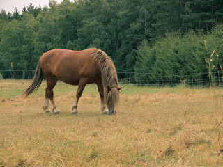 Obraz na płótnie Canvas beautiful horse in the meadow