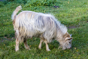 Obraz premium goat grazing in the meadow. eating fresh green grass.